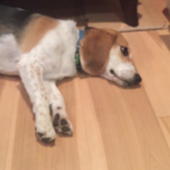 Meet your Posher, Sunny - Picture 1 of 1